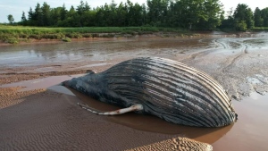 A whale is pictured in Nova Scotia’s Shubenacadie River. (Source: Jeff MacCurdy/East Hants Wants to Know Facebook group)