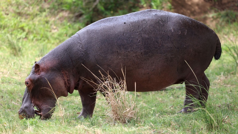 Researchers found that all four of a hippo's limbs leave the ground when they trot at high speeds. (Warren Little / Getty Images via CNN Newsource)