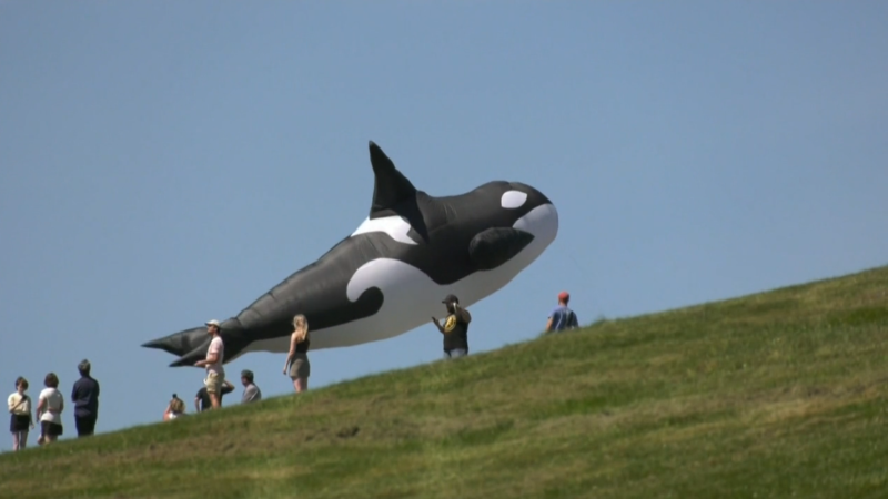 A kite resembling an orca flies through the sky at the 2023 East Coast Kite Festival. (File)