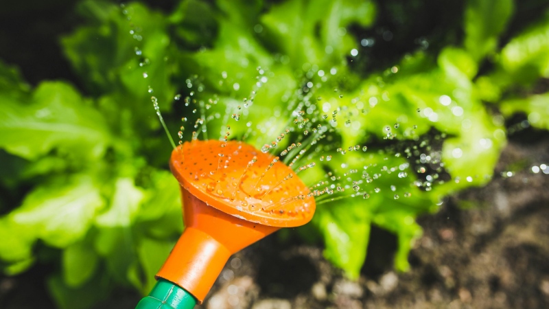 A watering can is seen watering plants in a garden. (Karolina Grabowska/Pexels) 
