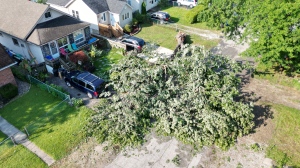Downed trees after storm in Windsor, Ont. on July 15, 2024. (CTV News Windsor)