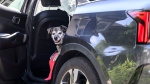 Friday, a 12-year-old catahoula/mountain cur mix, looks out from her spot in the car in Ottawa on July 17, 2024. (Justin Tang / The Canadian Press)