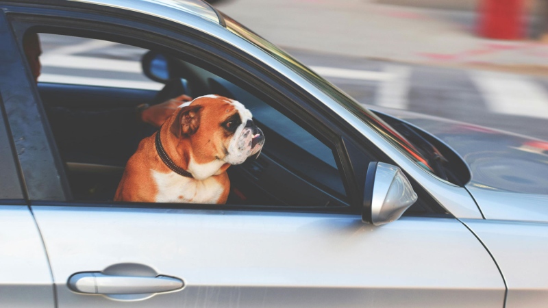 Stock image of an English bulldog inside a vehicle. (Pexels) 