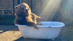 This photo from the BC Wildlife Park shows a grizzly enjoying a clawfoot tub. (Image credit: Facebook/BCWildlifePark)