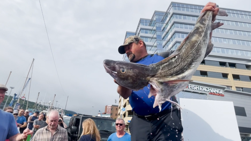 Cod fish being distributed in St. John's, N.L. (CTV News)