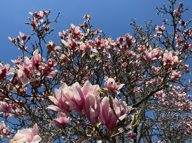 Magnolia blooms. (Source: Denise Smith)