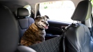 Friday, a 12-year-old catahoula/mountain cur mix, sits in her spot in the car in Ottawa on July 17, 2024. (Justin Tang / The Canadian Press)