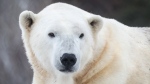 Polar bear Baffin at the Wilder Institute/Calgary Zoo in December 2023. (Courtesy: Wilder Institute/Calgary Zoo) 