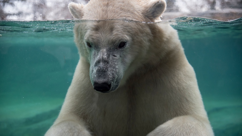 Baffin the polar bear is seen in this undated photo. (Courtesy: Wilder Institute/Calgary Zoo) 