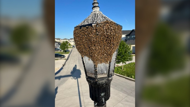 A swarm of bees stayed in a lamppost in Winnipeg's Sage Creek neighbourhood for nearly two weeks before it was removed on July 17, 2024. (Submitted by Ray Giguere)
