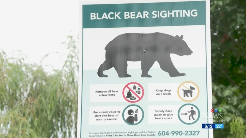 Bear sightings on the rise 