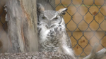 Bubo the Great Horned Owl has taken up residency at the Saskatoon Zoo. Her enclosure at the Sask. Science Centre is being repurposed to a reflective space. (CTV News) 