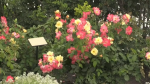 International judges are visiting Barrie to see this year's blooms. Wed., July 24, 2024. (CTV NEWS/BARRIE)