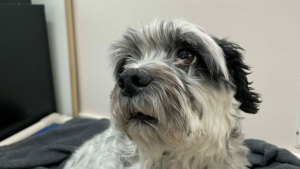 A six-year-old Shih Tzu was recently surrendered to the BC SPCA's East Kootenay centre and is recovering from having 10 bladder stones removed. (BC SPCA)