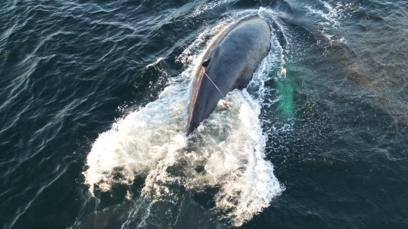 A humpback whale that was entangled off Texada Island, B.C., is shown in this Thursday, July 25, 2024 handout photo. Fisheries and Oceans Canada says it has successfully disentangled a humpback whale that was spotted by a ferry passenger Thursday. THE CANADIAN PRESS/HO, Fisheries and Oceans Canada 
