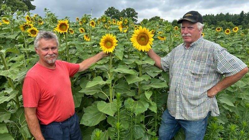 Jay Curtis (L) and Mike Bechard in their sunflower patch. July 30, 2024. (Sean Irvine/CTV News London)