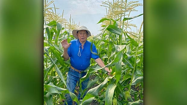 Checking the corn. Photo by Carol Krauchi.
