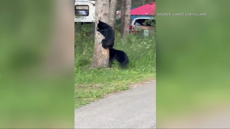 Black bear cubs and their mom were seen running through the Wasagaming Campground in Manitoba the last weekend of July. Uploaded Aug. 1, 2024. (Lanze Chevillard)