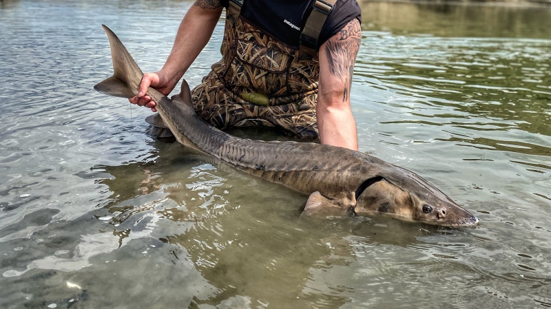 A fisherman holds a Lake Sturgeon caught in the South Saskatchewan in this undated photo. The unique fish species evolved 200 million years ago and has changed little since then, but a prominent biologist worries that pressures on Alberta's water resources could send the living fossil the way of the dinosaurs. (Nature Alberta Magazine / Chad Kastern)