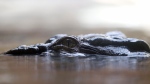 A 700kg crocodile called Rex waits patiently for a feed after coming out of a three-month hibernation at the Wild Life Sydney zoo in Sydney, Australia, Wednesday, Oct. 3, 2012. (AP Photo/Rob Griffith)