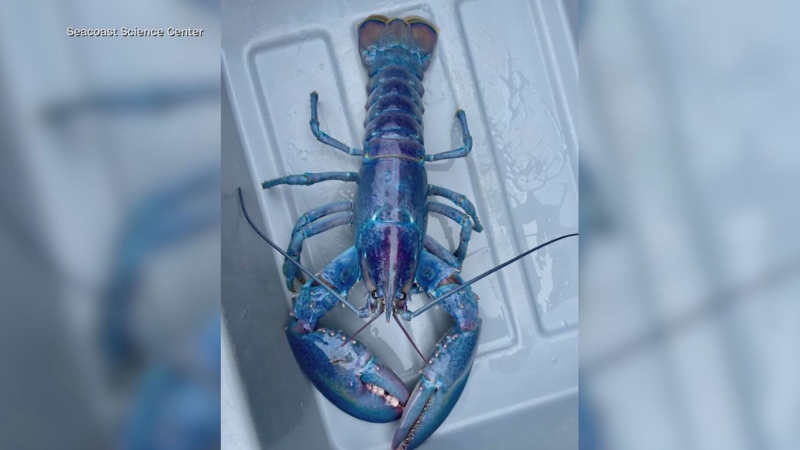 'Cotton candy' lobster caught
