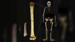 This image provided by the University of Tokyo shows the Mata Menge humerus fragment, left, at the same scale as the humerus of Homo floresiensis from the Liang Bua cave on the island of Flores, Indonesia. (Yousuke Kaifu/University of Tokyo via AP)