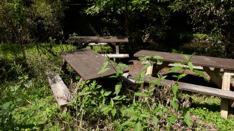 Picnic tables in Alexandra Park, Strathroy (Bryan Bicknell/CTV News London)