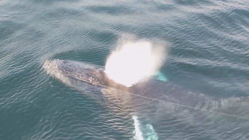 Whales set free from fishing line