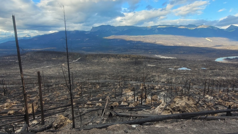 Scorched trees in Jasper National Park on July 30, 2024. (Source: Parks Canada)