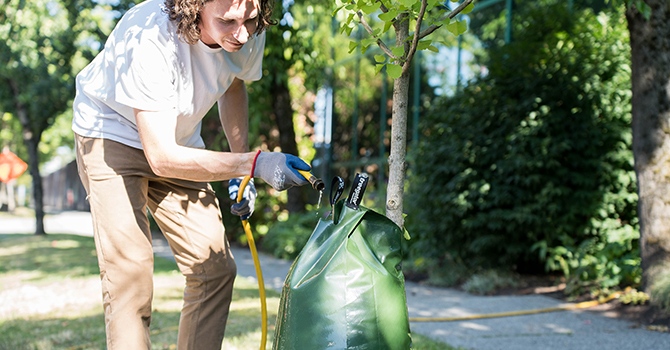 A person uses a hose to fill a watering bag on a street tree in Vancouver in this image handed out by the park board. 