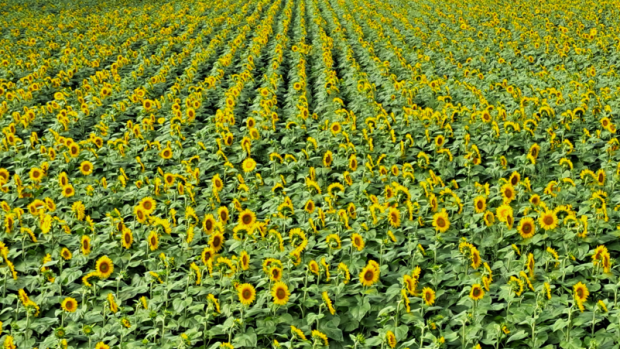 Sunflower field just west of Walkerton, Ont. (Source: Alison Wyatt)