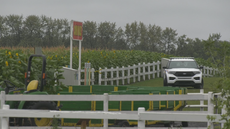 RCMP at the scene of a stabbing death at the Edmonton Corn Maze. (Cam Wiebe/CTV News Edmonton)