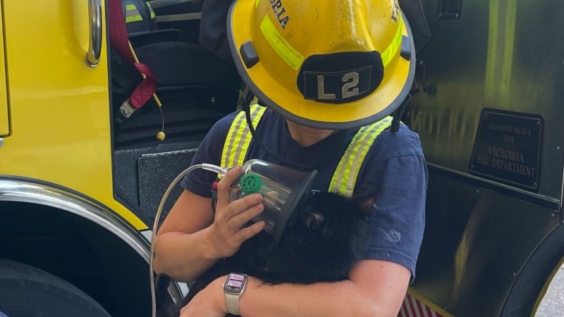 A member of the Victoria Fire Department administers oxygen to a rescued cat. (Credit: Instagram/victoriafire730)