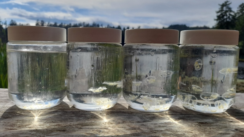 Peach blossom jellyfish are shown in sample jars in this photo provided by UBC. (Credit: Polina Orlov)