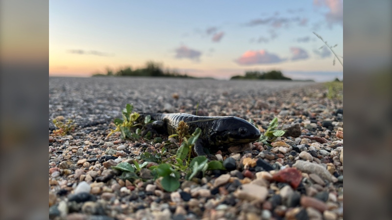 The Western Tiger Salamander is one of four salamander species found in the province. Here is one that has recently crossed the road outside of Newdale, Manitoba. (Joseph Bernacki/CTV News Winnipeg)