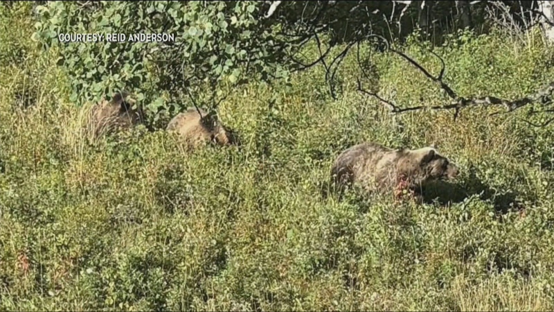 Fish and Wildlife search for aggressive grizzly