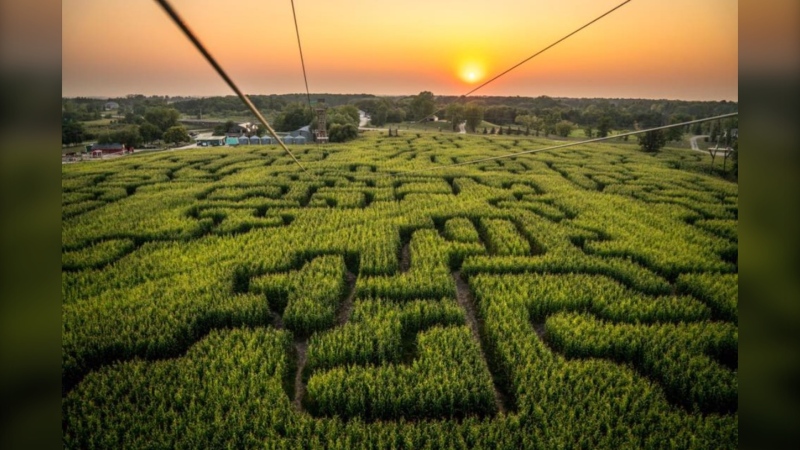 The A Maze In Corn corn maze in St. Adolphe, Man. Uploaded Sept. 6, 2024. (A Maze In Corn)