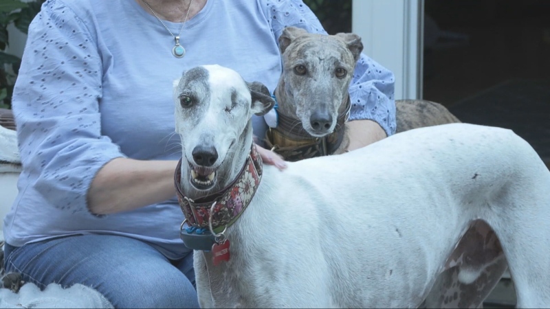 Rescued dogs in need of homes in B.C. 