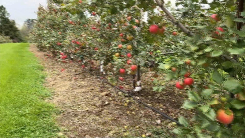 Rainy weather impacting apple-picking season