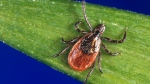 Powassan is a tick-borne flavivirus first discovered in 1958 in Powassan, Ont. (Supplied)