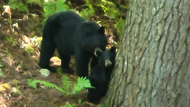 A mother bear and her two cubs have been spotted on the property of Spruce Glen Public School in Huntsville, Ont. (Courtesy: Ken Waddell, principal, Spruce Glen Public School) 