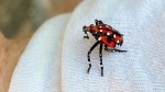 Seen here in its nymph stage of growth, a spotted lanternfly in Long Branch, N.J., Aug. 7, 2022. (Heide Estes via AP)