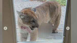 Alta. family's scary encounter with a cougar