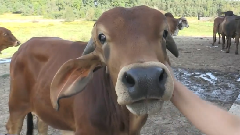 GIF Farms in Caledon, Ont., offers cow cuddling to visitors. (CTV News/Steve Mansbridge)