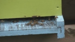 Some of the surviving bees after an acute chemical kill in northern Ontario caused the loss of about 2 million bees from June to September 2024. (Lyndsay Aelick/CTV News Northern Ontario)