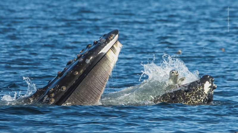 Photographer snaps seal in whale’s mouth 