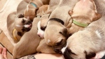 One of the rescued dogs gave birth to a litter of 10 puppies at a Penticton, B.C., animal care centre. (BC SPCA) 