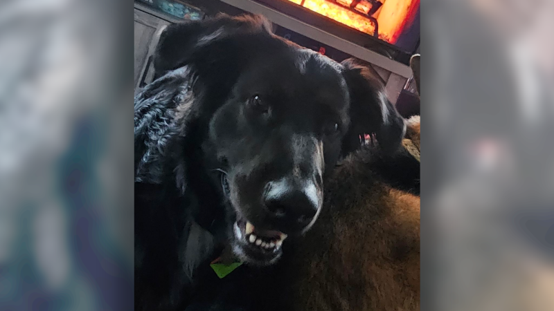 Ontario Provincial Police (OPP) are asking the public for help in finding a dog who went missing following a collision on Highway 417 in Ottawa’s west end on Monday.