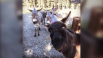 Goliath (chocolate donkey, in front) went missing from the Banded Peak Veterinary Hospital in Bragg Creek, Alta. (Photo courtesy Dr. Judith Samson-French)