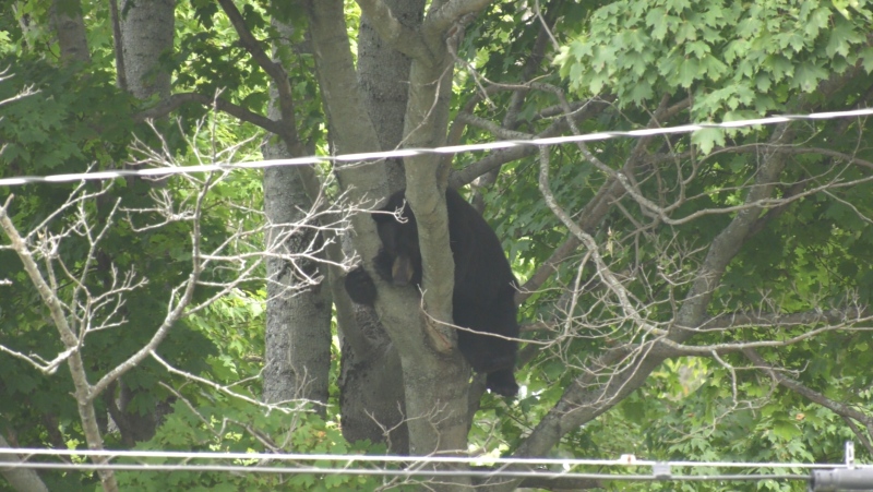 A bear was seen in a tree at the Dartmouth Commons on Sept. 19, 2024. (Source: Hafsa Arif/CTV News Atlantic)